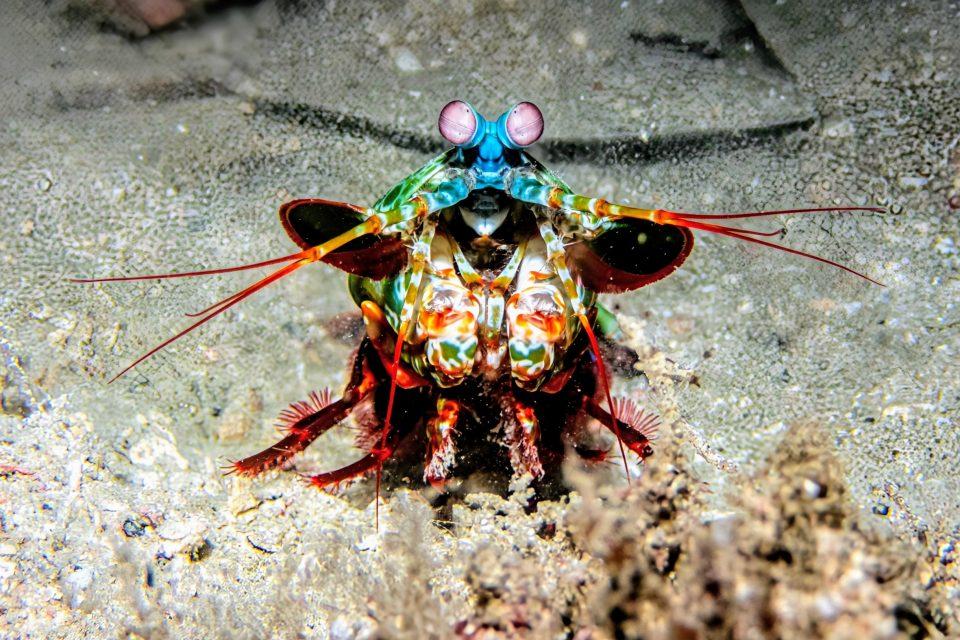 How mantis shrimp survive their own lethal punches