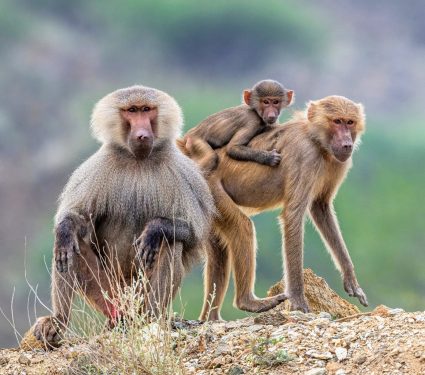 2025/02/Social-baboons.jpg
