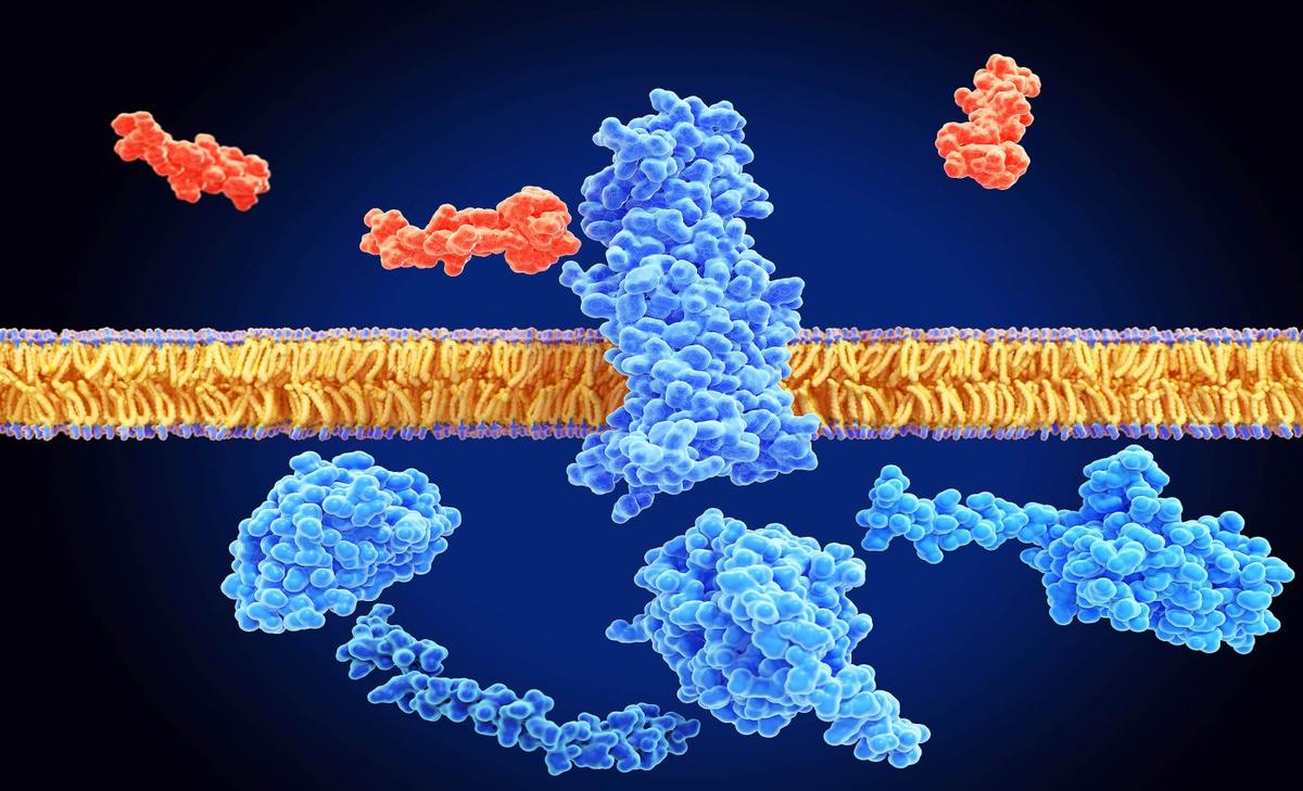 Natural Ozempic alternative may soon be available for humans