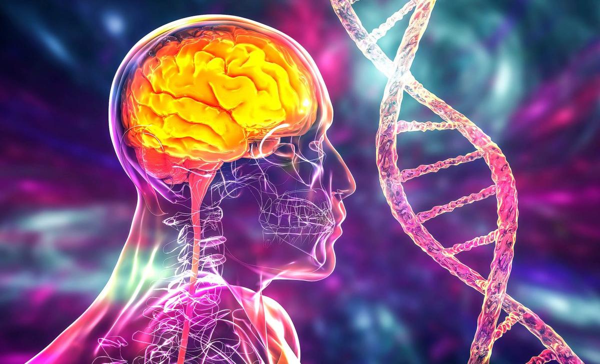 Subtle DNA changes shaped human brain evolution