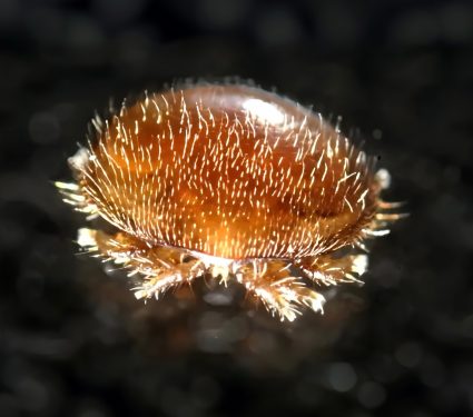 2025/02/Varroa-mite.jpg