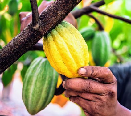 2025/02/Cocoa-climate.jpg