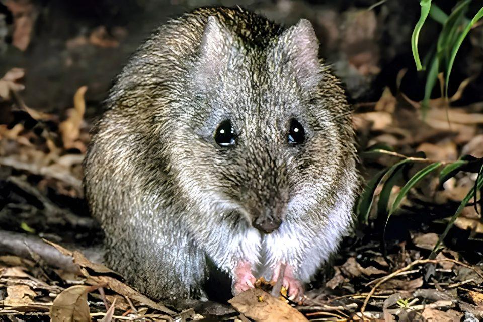World's rarest marsupial is fighting for survival - again