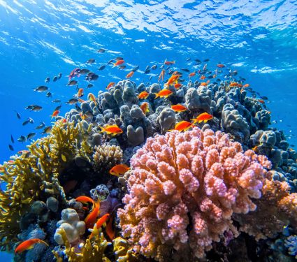 2025/02/Artificial-light-coral-reefs.jpg
