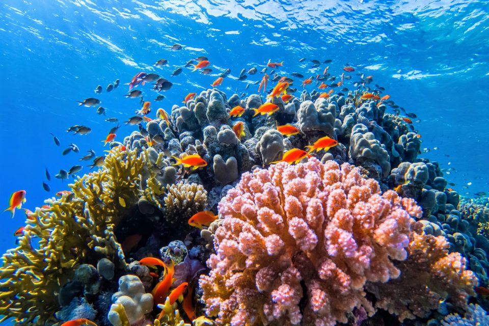 How artificial light can boost coral reef recovery