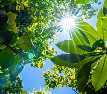 2025/02/Plants-climate.jpg