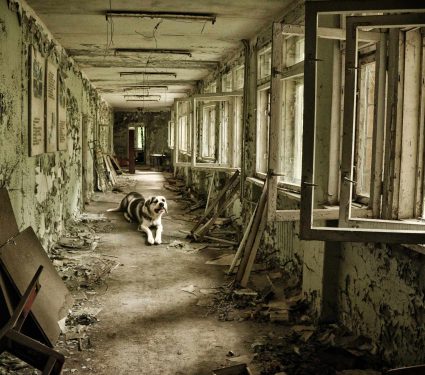 2025/02/genetic-surprises-chernobyl-dogs.jpg