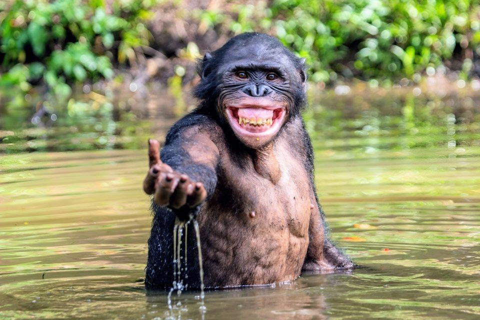 World Bonobo Day: A celebration of love, peace, and conservation
