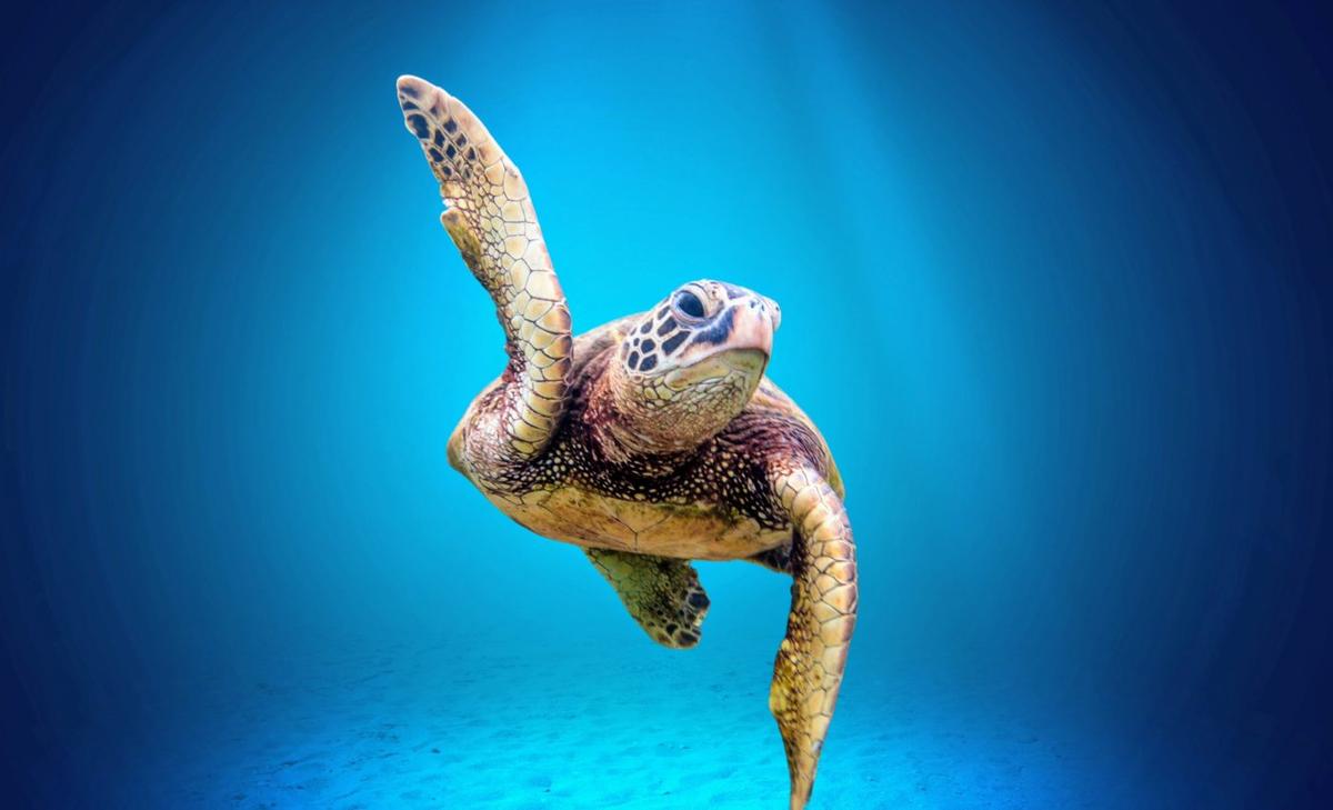 Sea turtles use Earth's magnetic field like an invisible map