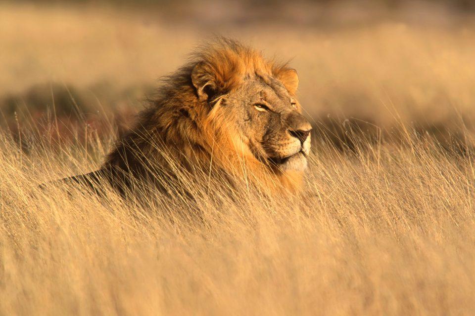 Restored grasslands bring more peace to Africa 