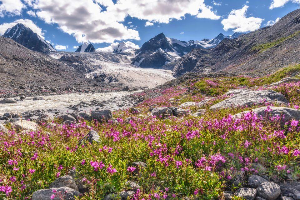Lessons from the ice age: How climate change reshapes plant life