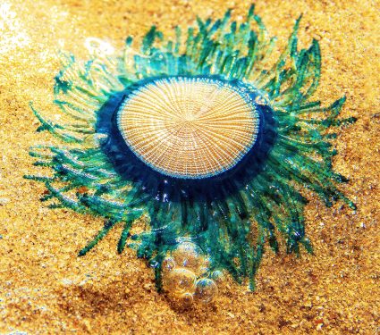 2025/02/porpita_blue-button-jellyfish_1.jpg