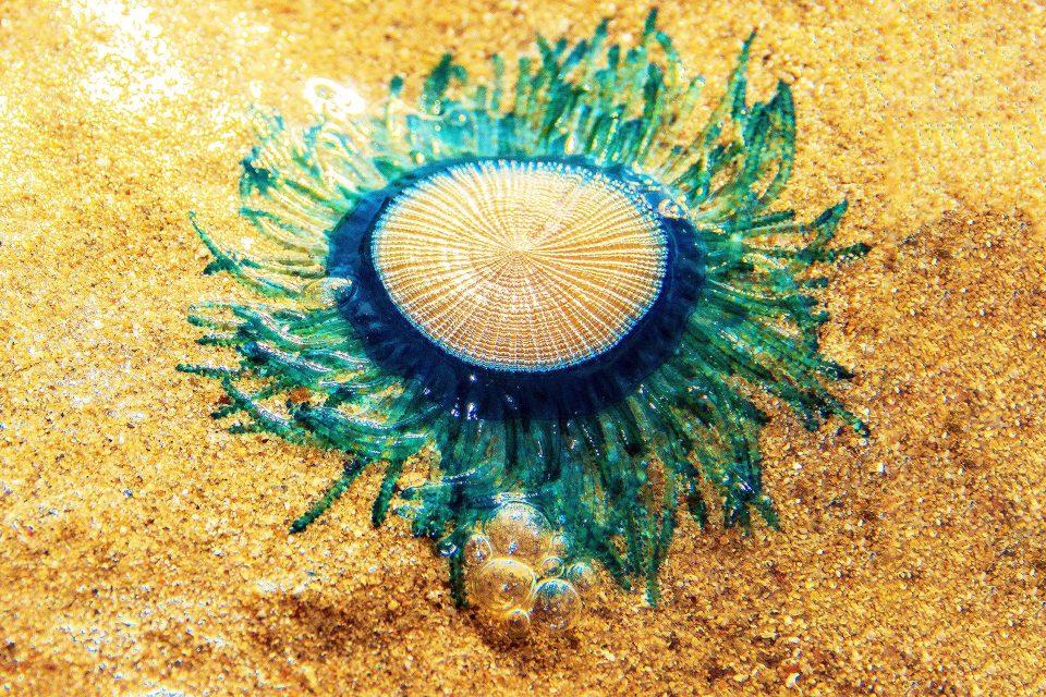 This 'blue button jellyfish' isn't actually a jellyfish, so what is it?