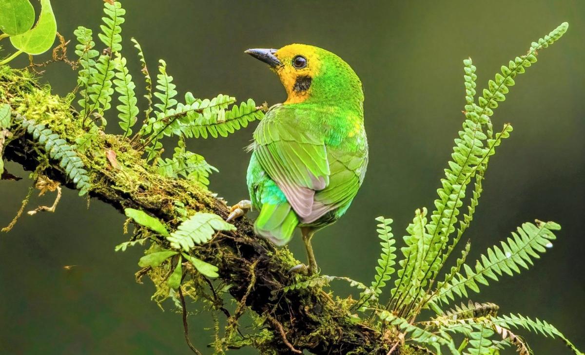 Rising CO2 levels have made tropical trees more efficient