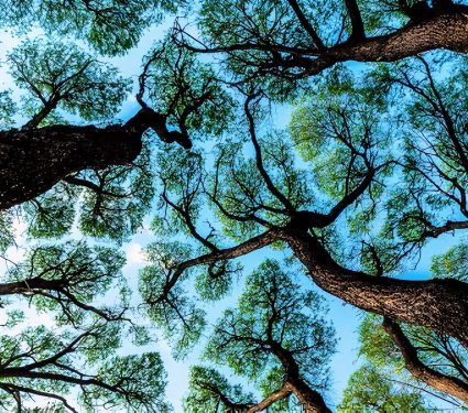 2025/02/Tree-canopy.jpg