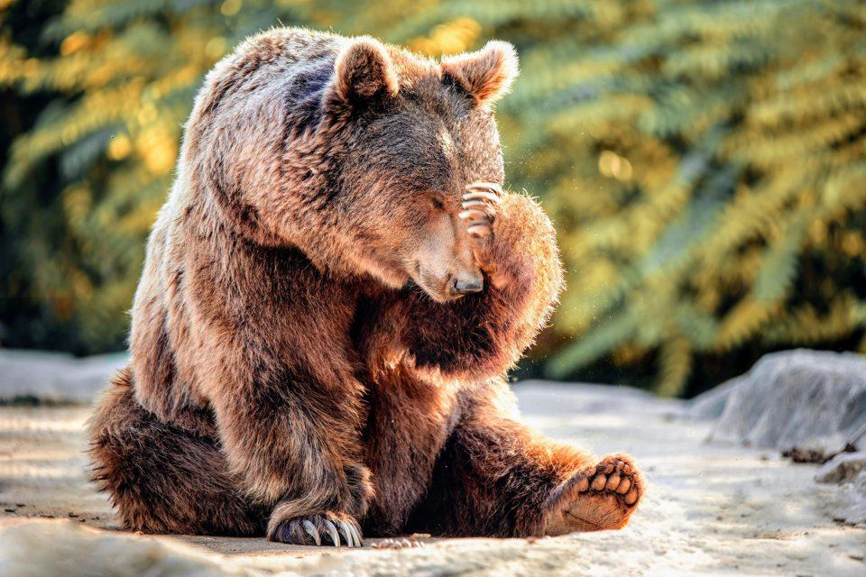 Animal emotions can be decoded through voice recognition