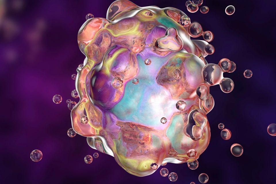 Cellular ‘cleanup' helps preserve eggs and female fertility