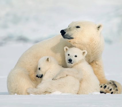 2025/02/Polar-bear-day.jpg