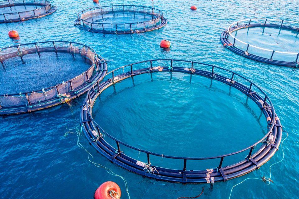 Boosting seafood production while protecting biodiversity