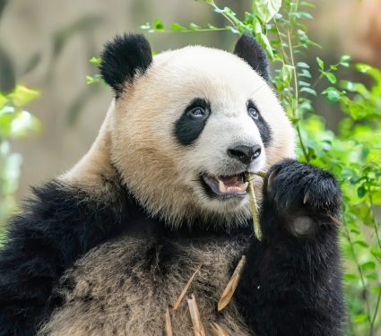2025/03/Bamboo-panda.jpg