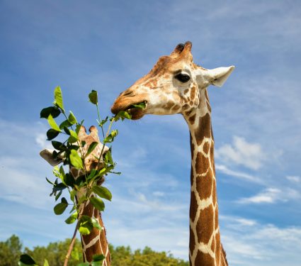 2025/03/Giraffe-diet.jpg