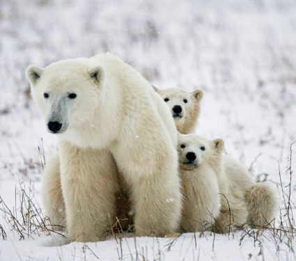 2025/03/Polar-bear-dens.jpg