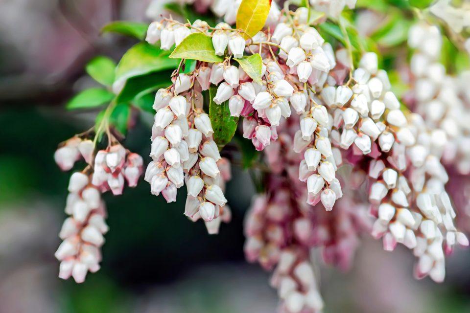 Urban growth threatens newly discovered manzanita species