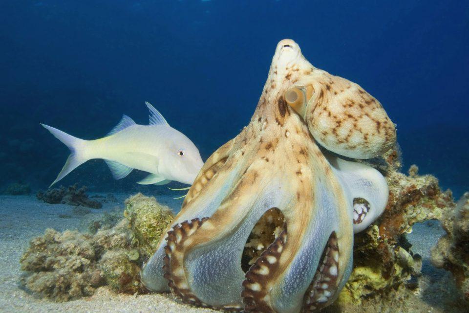 Unlikely allies: Octopuses cooperate with fish to catch prey