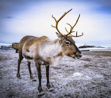 2025/03/Caribou-conservation.jpg
