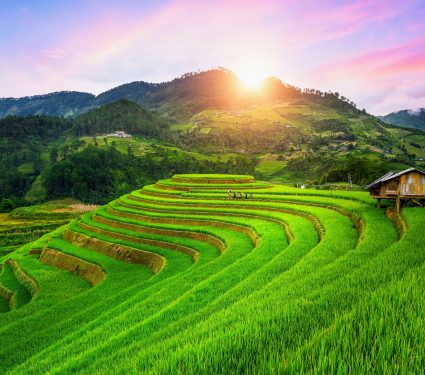 2025/03/Food-crops.jpg