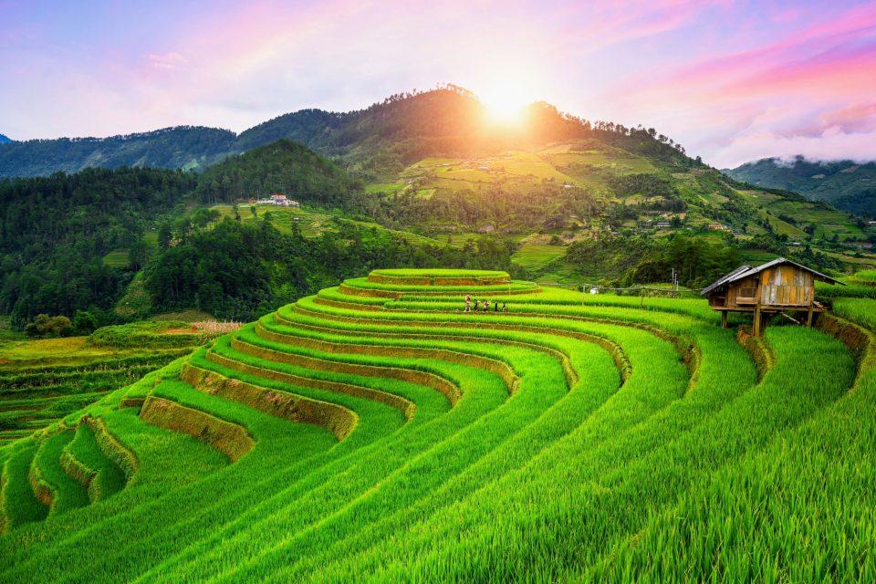 Critical food crops are threatened by rising temperatures globally