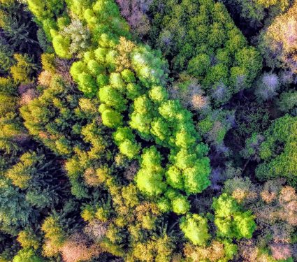 2025/03/Mixed-forests.jpg