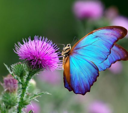 2025/03/Nature-timing.jpg