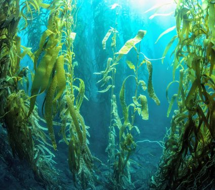 2025/03/Arctic-kelp.jpg