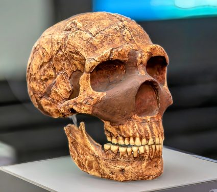 2025/03/Neanderthal-population.jpg