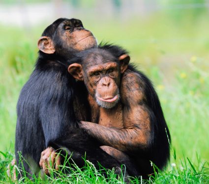 2025/03/Chimp-nest.jpg