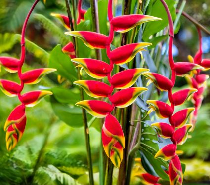 2025/03/Heliconia.jpg