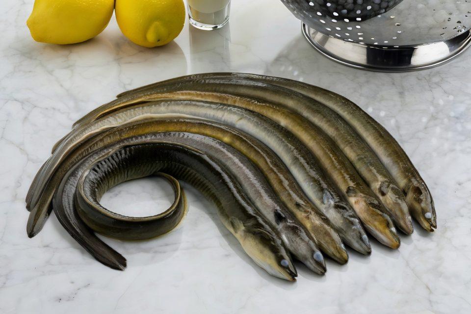 Eel trade is pushing another species to the brink