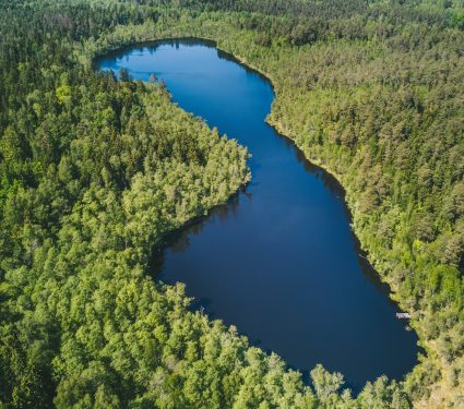 2025/03/Forest-biodiversity.jpg