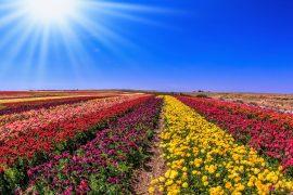 2025/03/Flower-bee.jpg