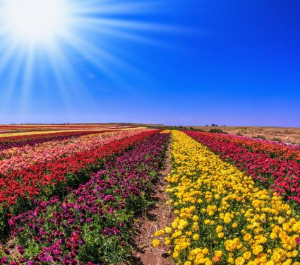 2025/03/Flower-bee.jpg