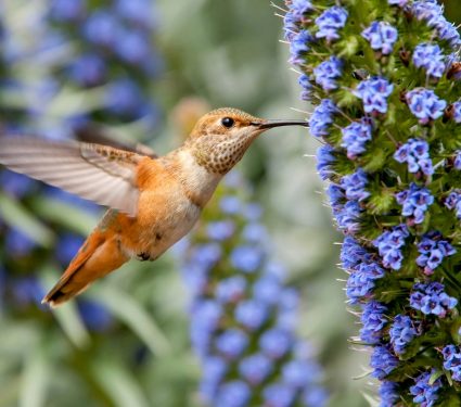 2025/03/Birds-America.jpg