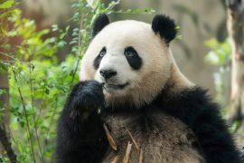 2025/03/National-panda-day.jpg