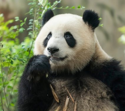 2025/03/National-panda-day.jpg