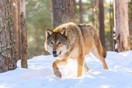 2025/03/When-did-wolves-become-dogs.jpg