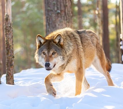 2025/03/When-did-wolves-become-dogs.jpg