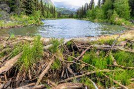 2025/03/Beaver-dams-fish2.jpg