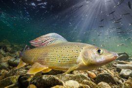 2025/03/Freshwater-saltier.jpg