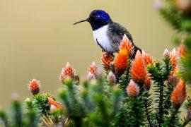 2025/03/Hummingbird-nesting.jpg