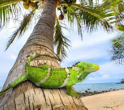 2025/03/Iguanas-Fiji.jpg